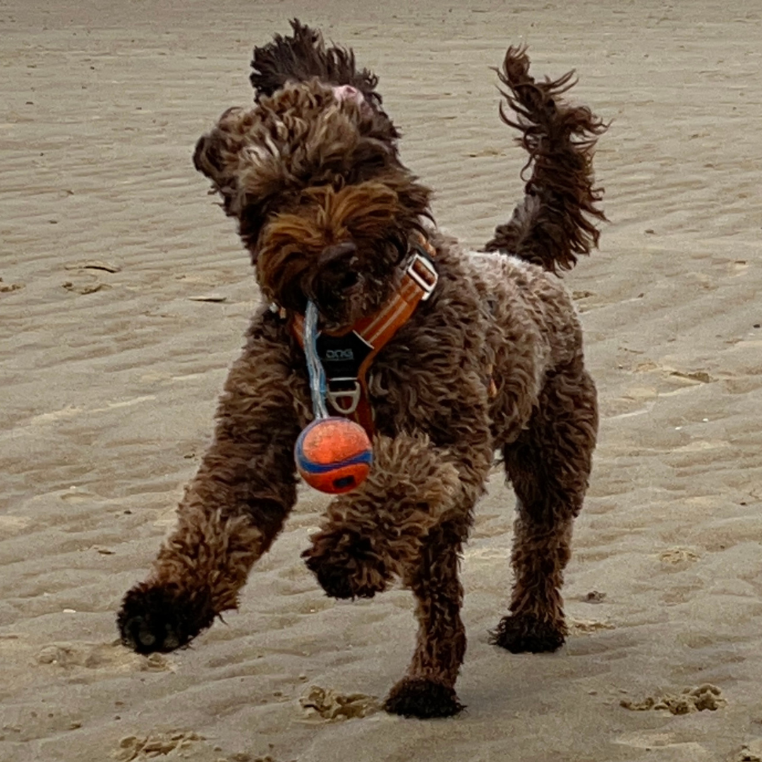 Vrolijke pup aan het rennen met een speeltje op het strand (DorestadDogs)